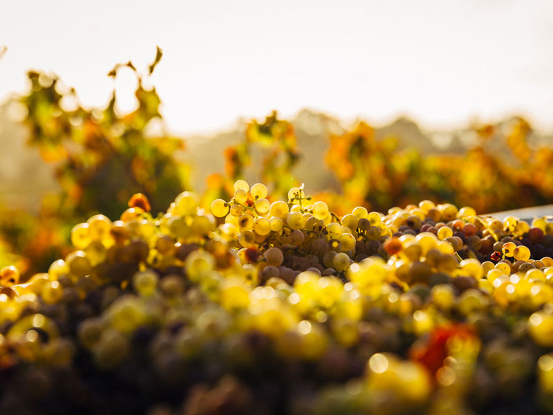 Sperandio Vini Qualità